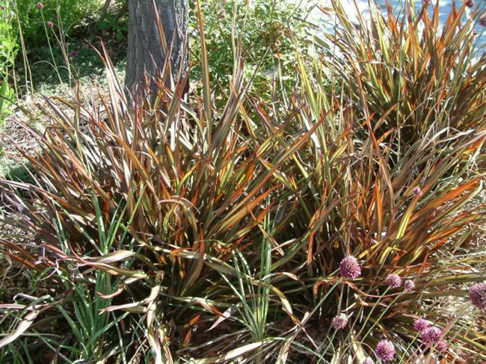 Plant photo of: Phormium tenax 'Jack Spratt'