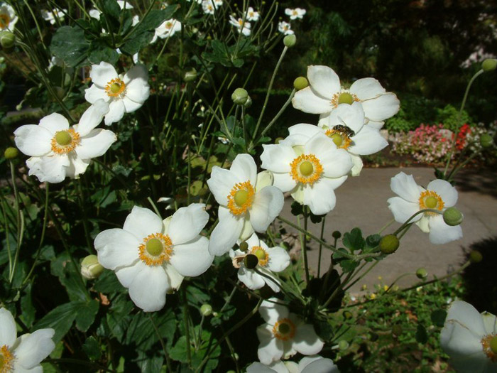 Plant photo of: Anemone X hybrida