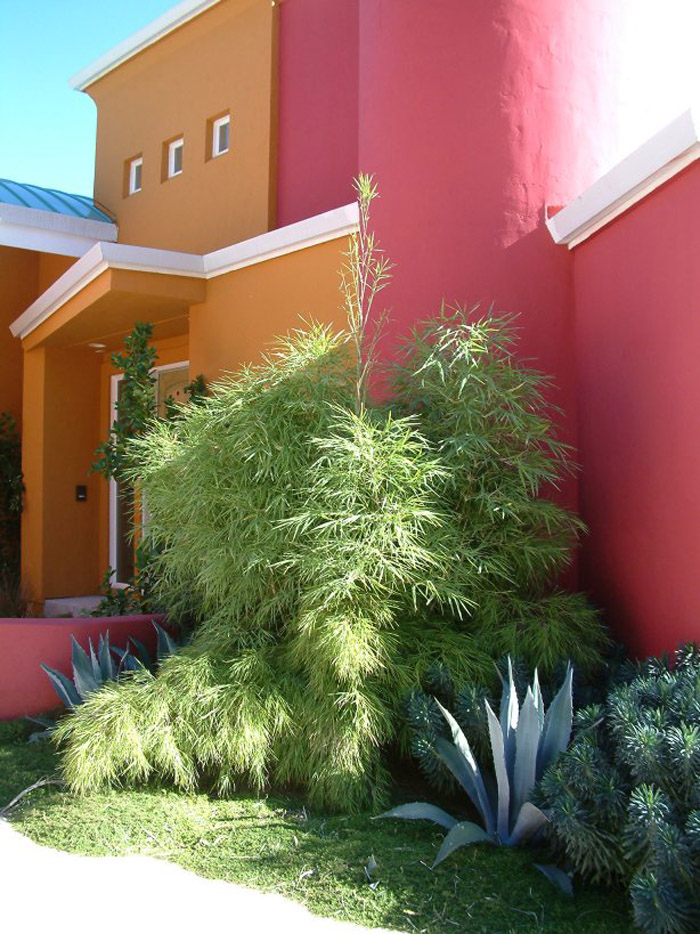 Plant photo of: Otatea acuminata aztecorum