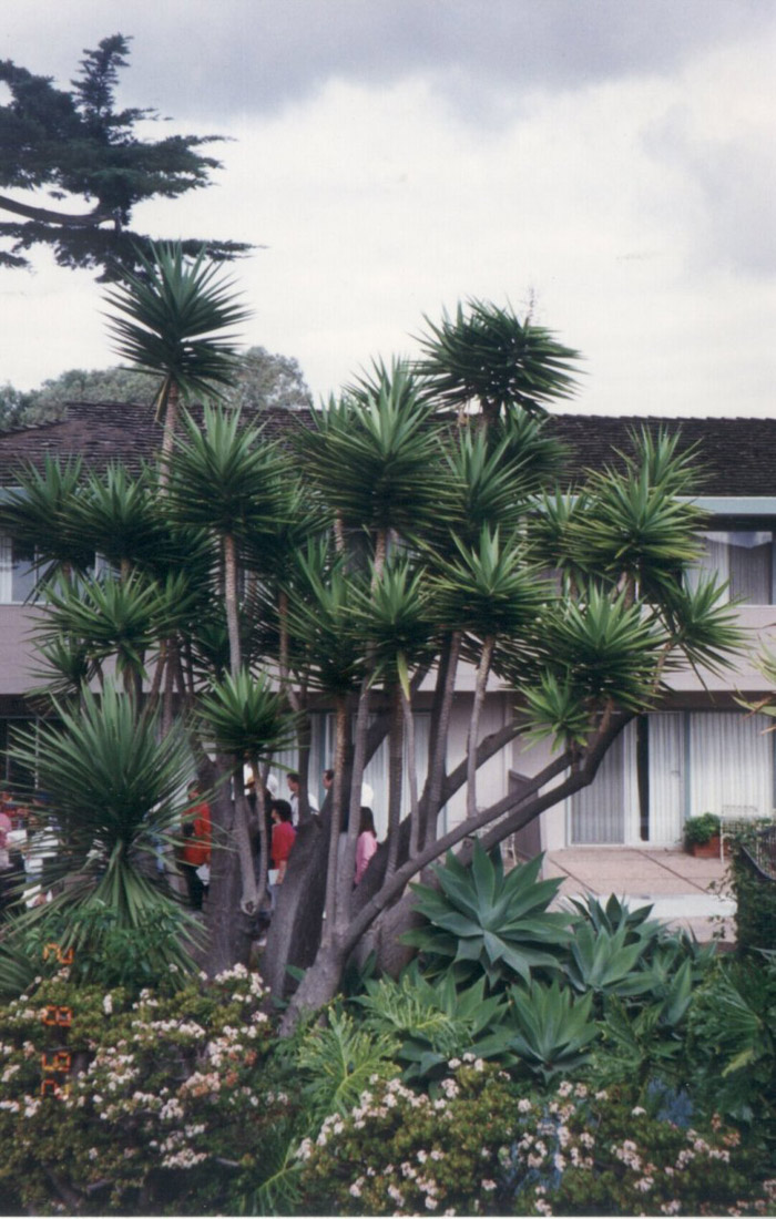 Plant photo of: Yucca gloriosa