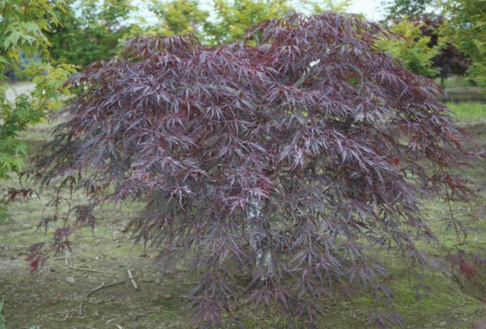 Plant photo of: Acer palmatum ' Inabashidare'