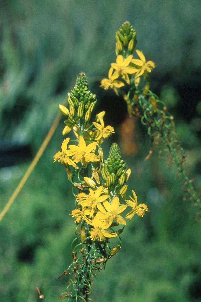 Plant photo of: Bulbine frutescens
