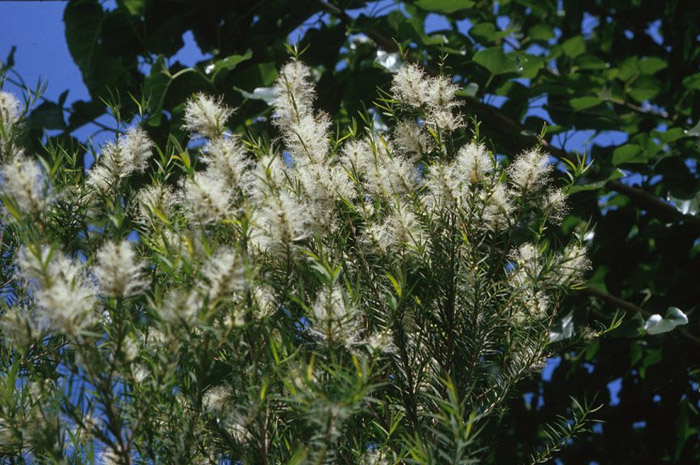 Plant photo of: Melaleuca linariifolia